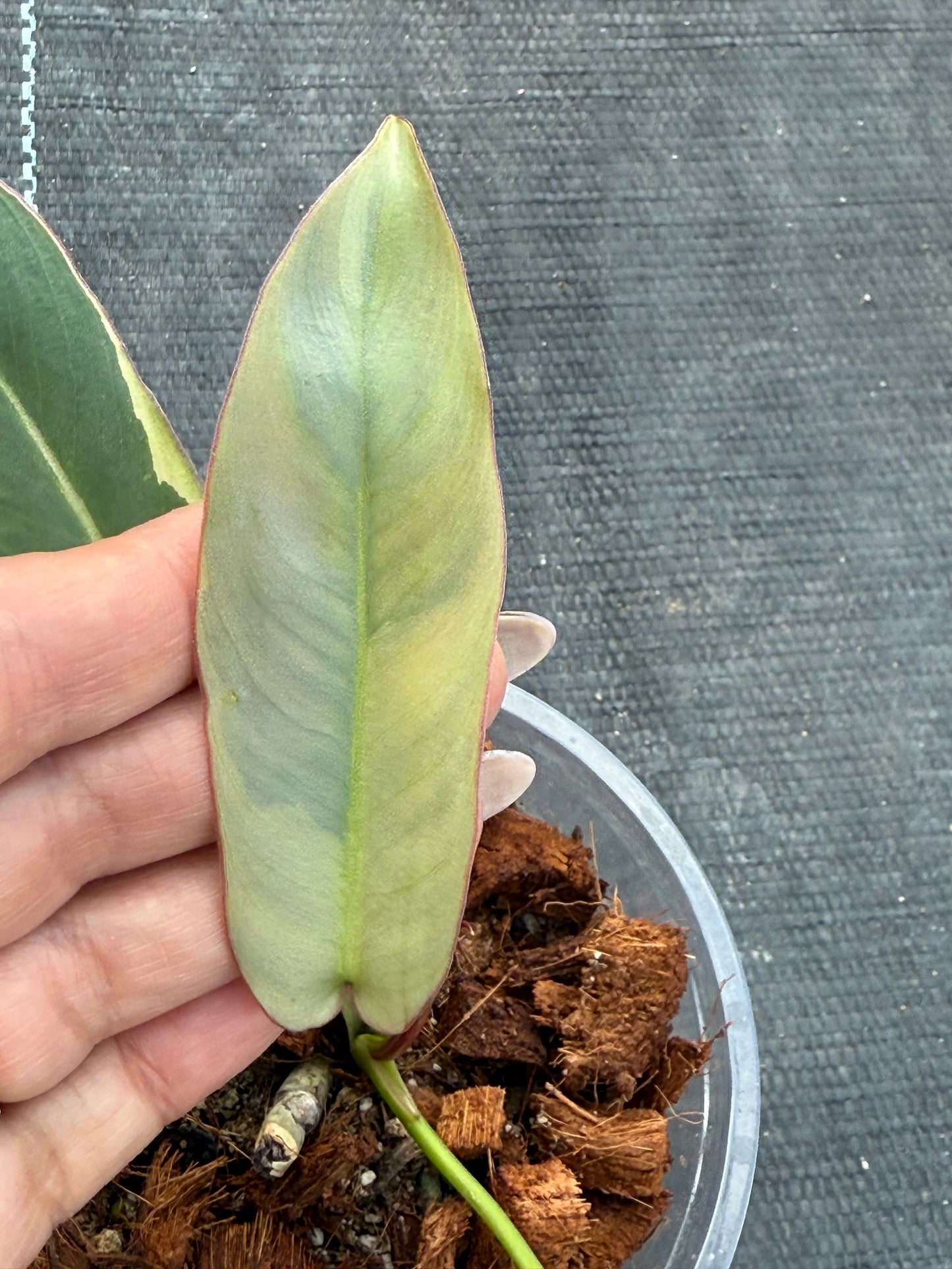 Philodendron Atabapoense Variegated
