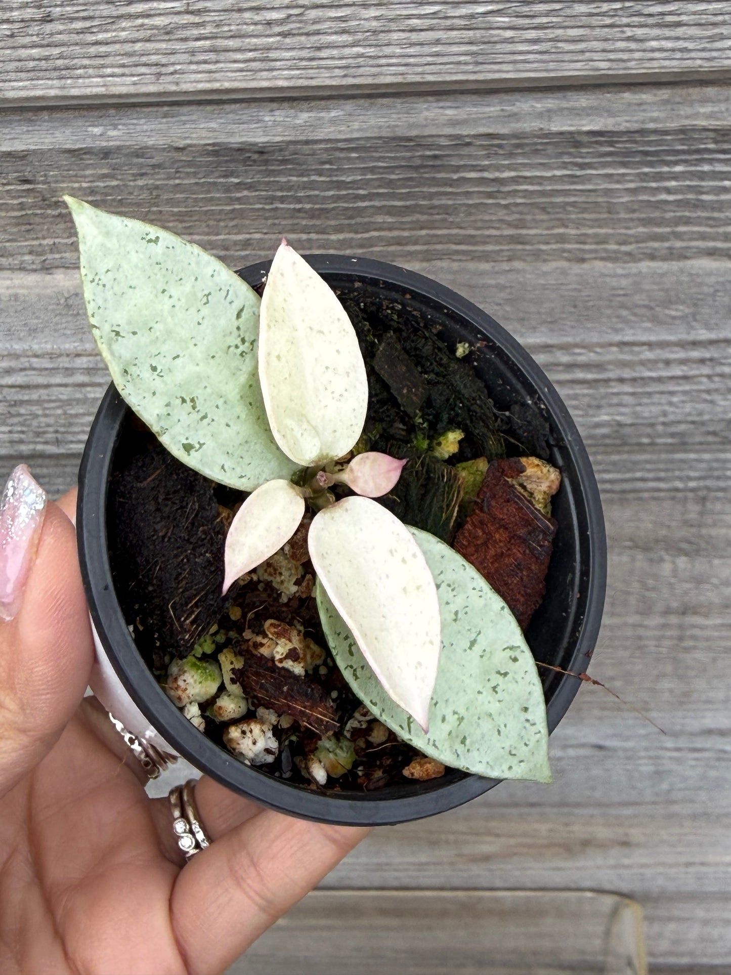 RARE Hoya Winter Pandora