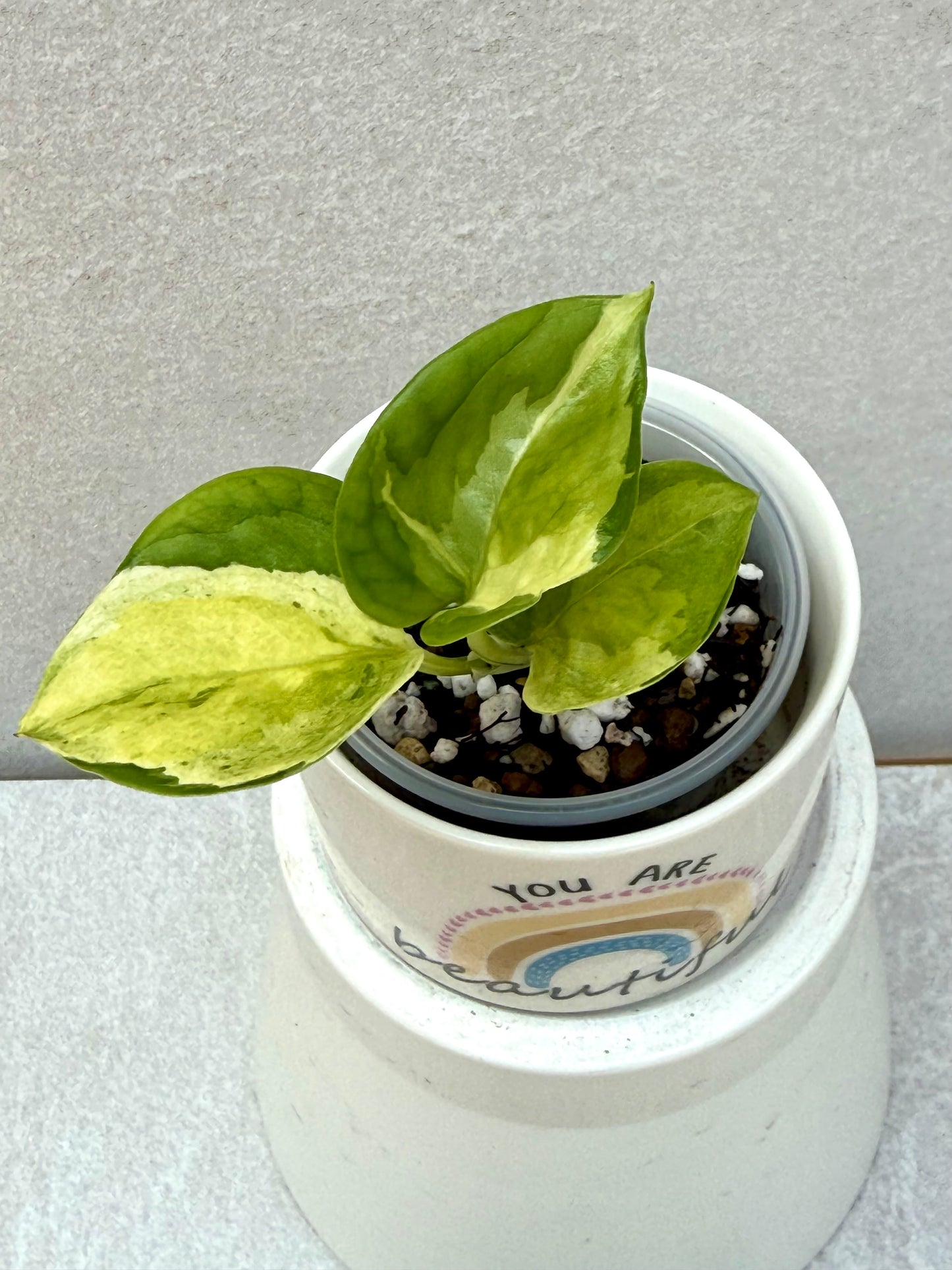 Japanese Global Pothos