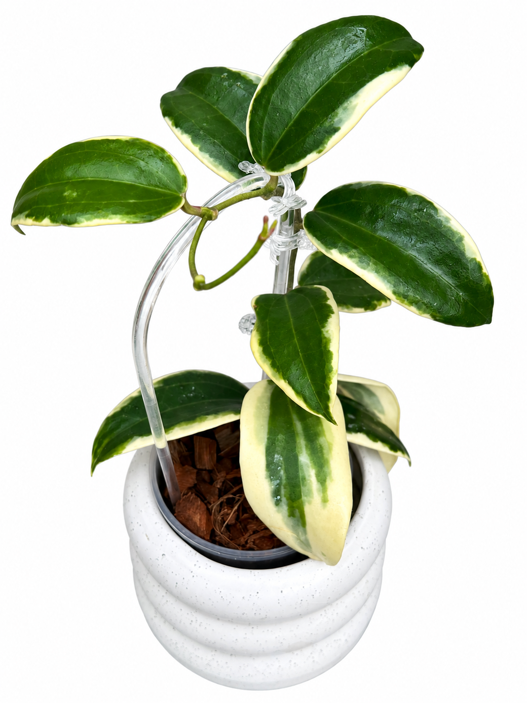 Hoya Hanhiae Variegated (Albomarginata) – Rare Hoya Unrooted Cutting