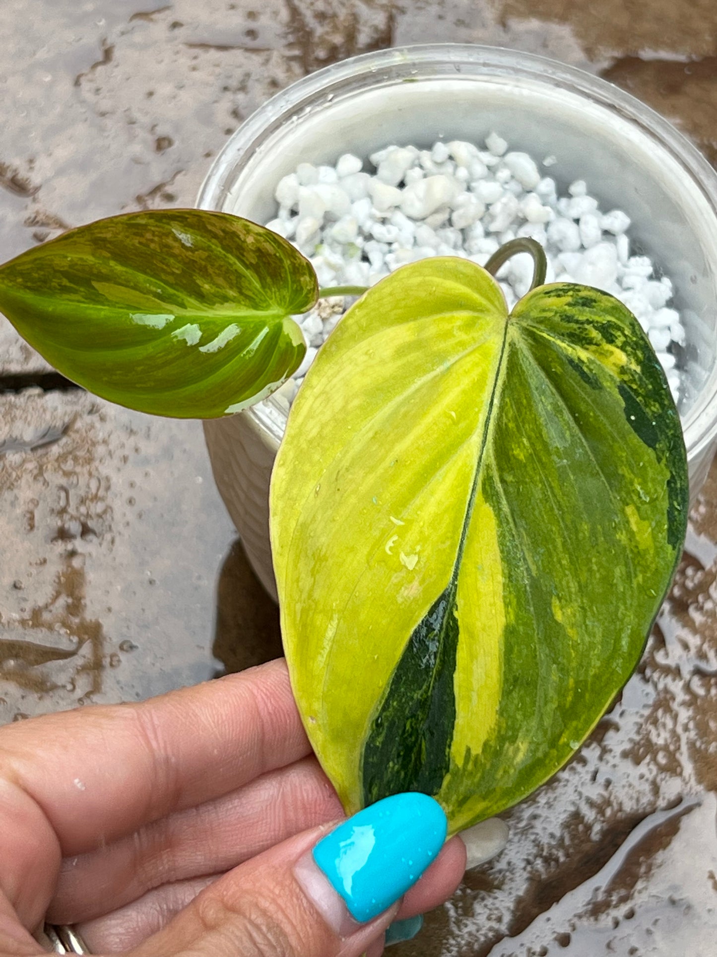 Philodendron Variegated Micans