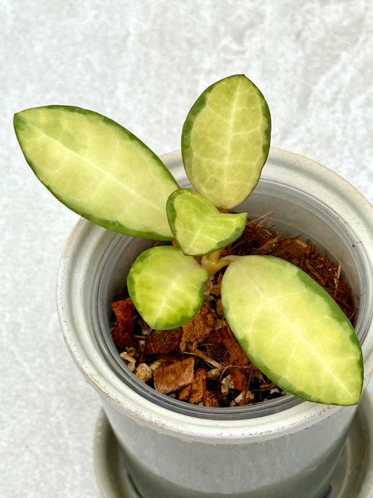 Hoya Elliptica Variegated