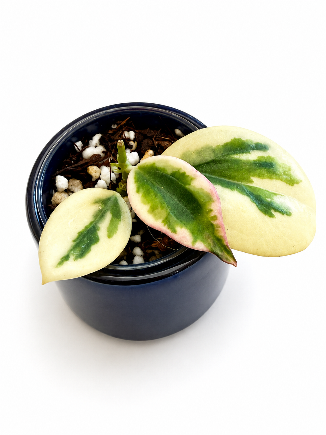 Hoya Emerald Frost
