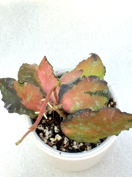 Hoya Caudata Variegated