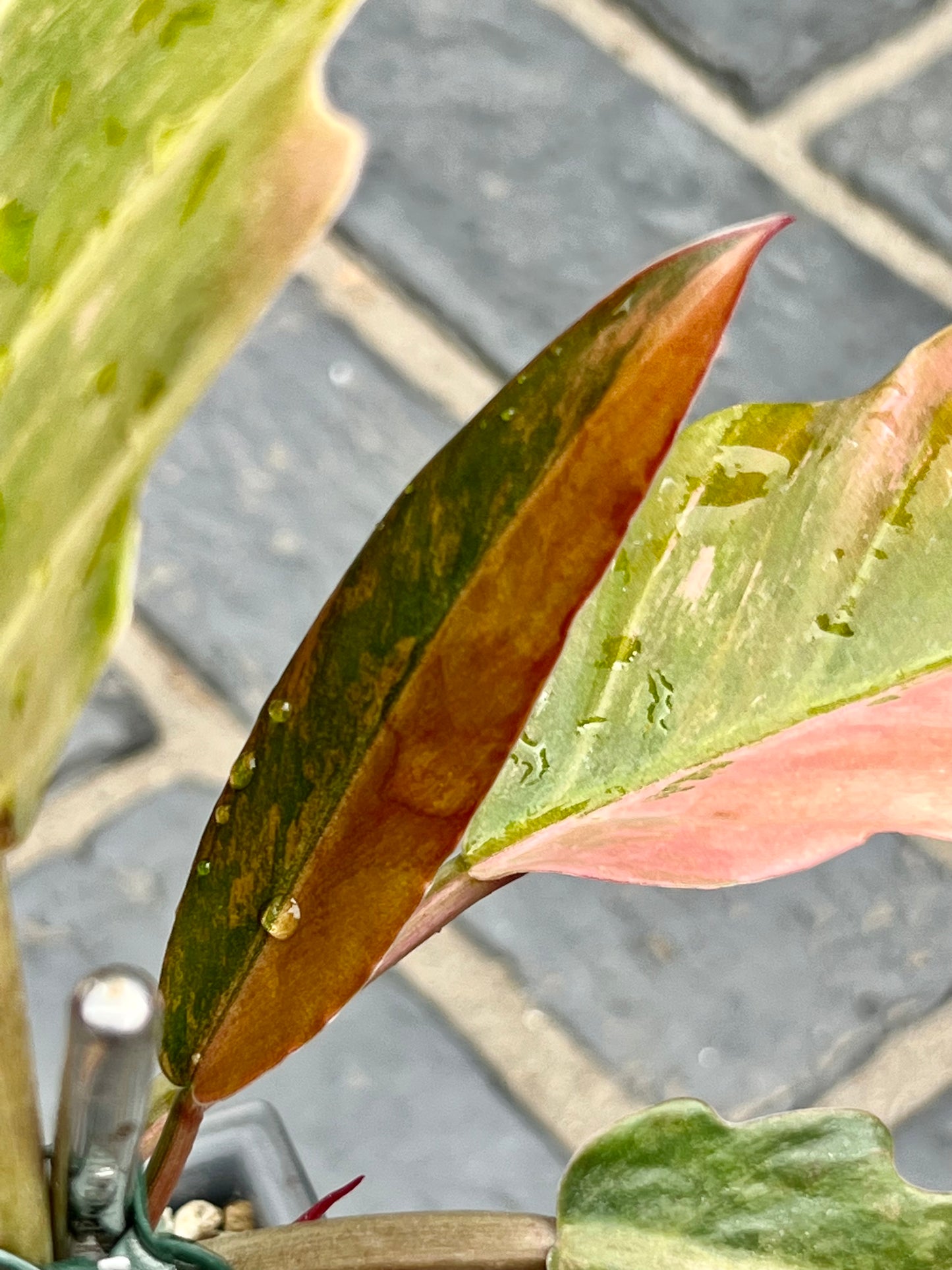 Philodendron Caramel Marble