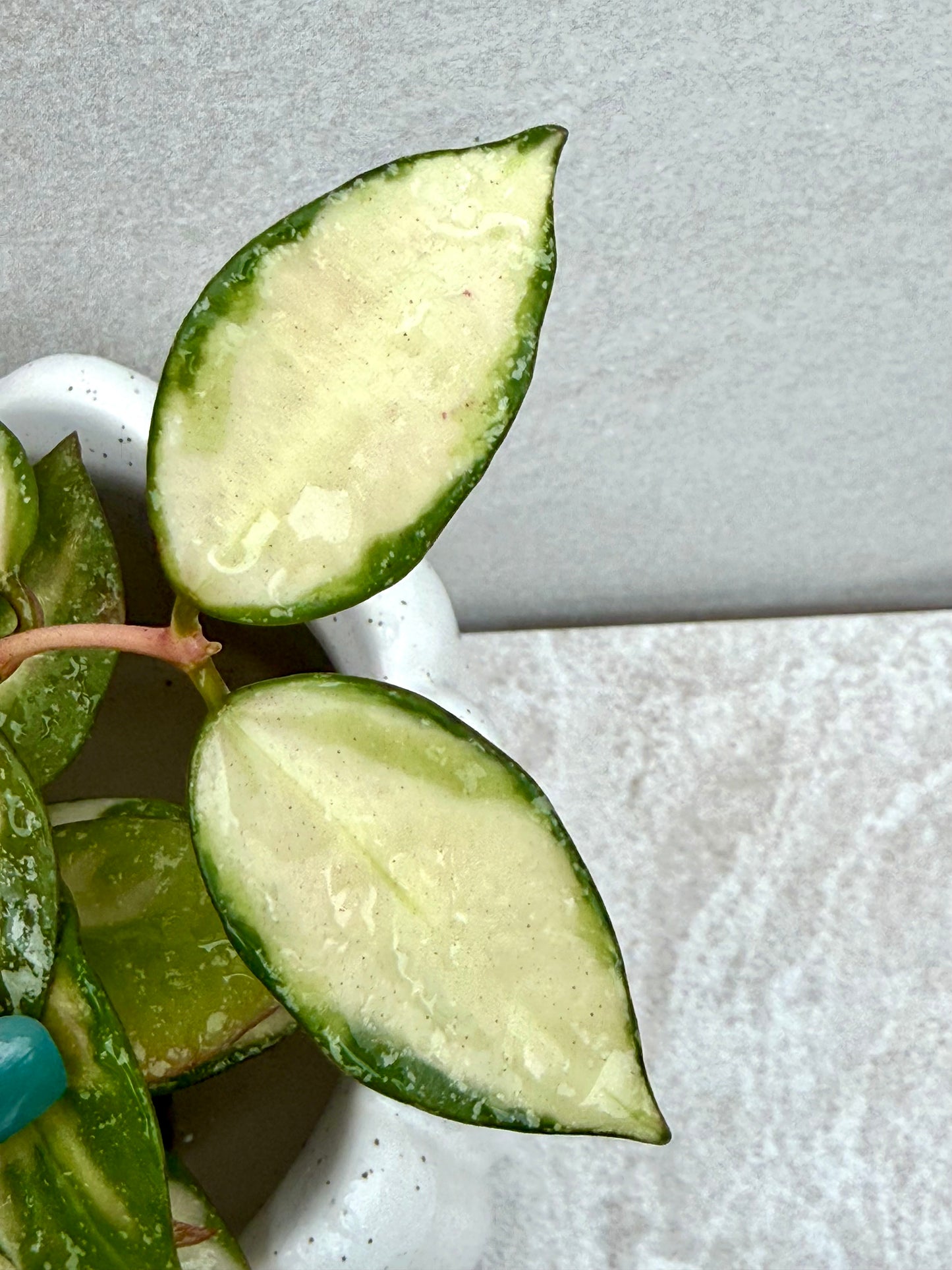 Hoya Nabawanensis variegated unrooted cutting (1 node, 2 leaves - grower’s choice