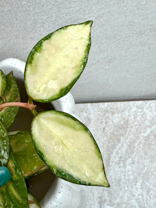 Hoya Nabawanensis variegated unrooted cutting (1 node, 2 leaves - grower’s choice