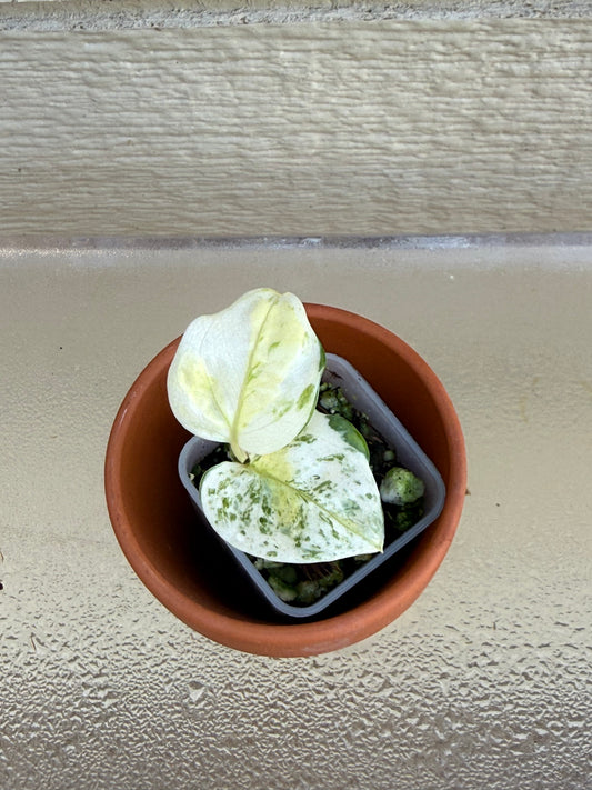 Japanese Global Pothos