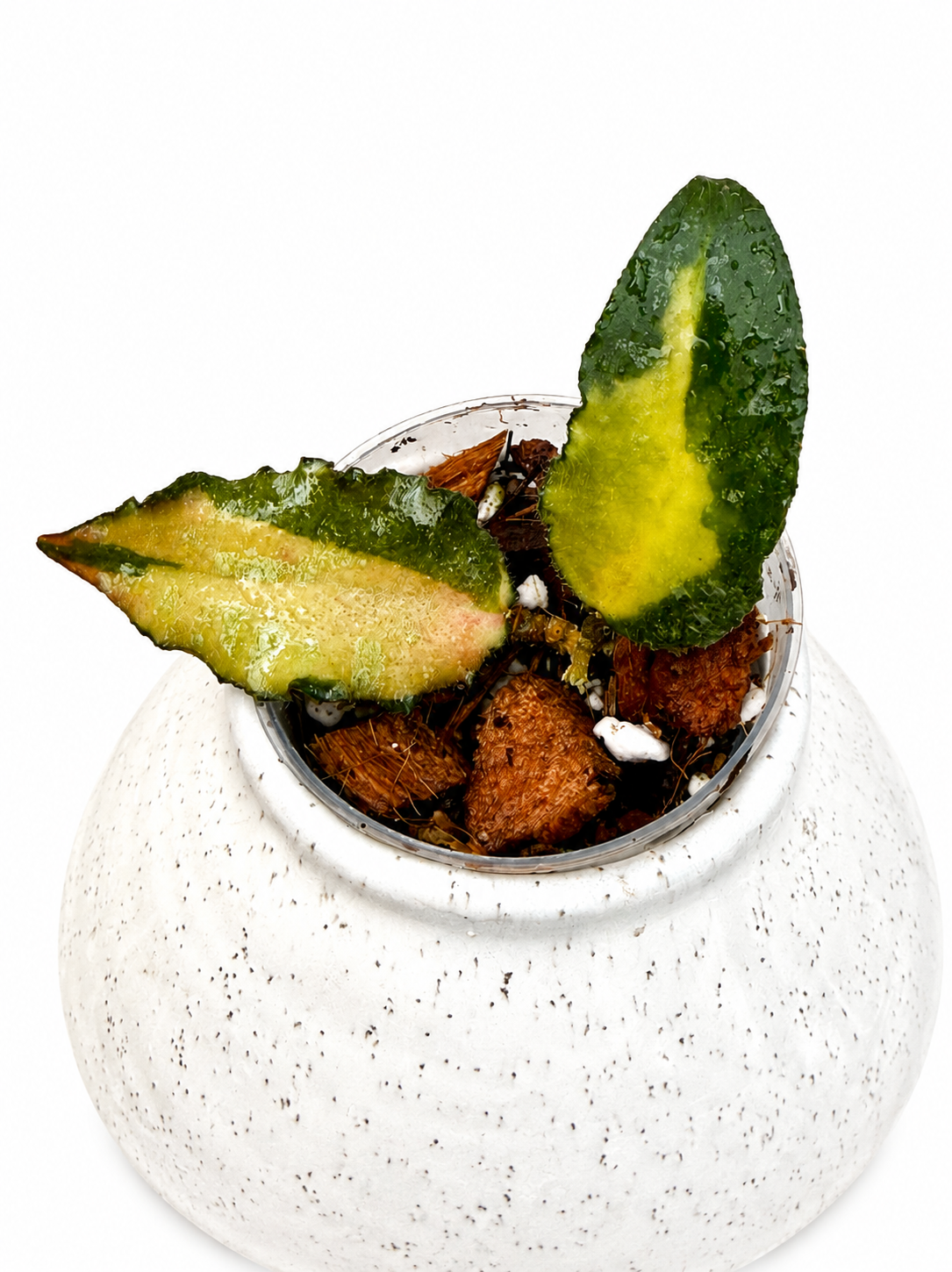 Hoya Caudata Variegated
