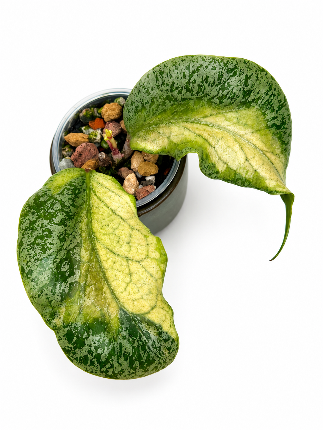 Hoya Autumn Guava Variegated | Rare Rooted Variegated Hoya