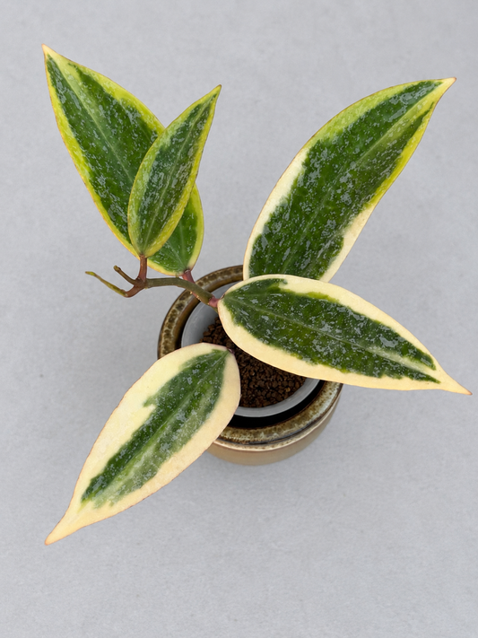 Hoya Rangsan Albo Splash – Rare Variegated Hoya Exact Rooted Plant