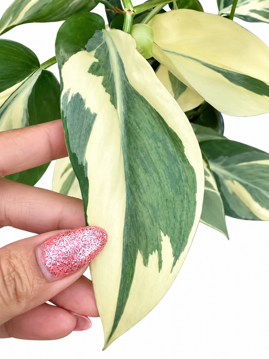 Philodendron hederaceum ‘Rio’ – 1 Node, 1 Leaf UNROOTED Cutting