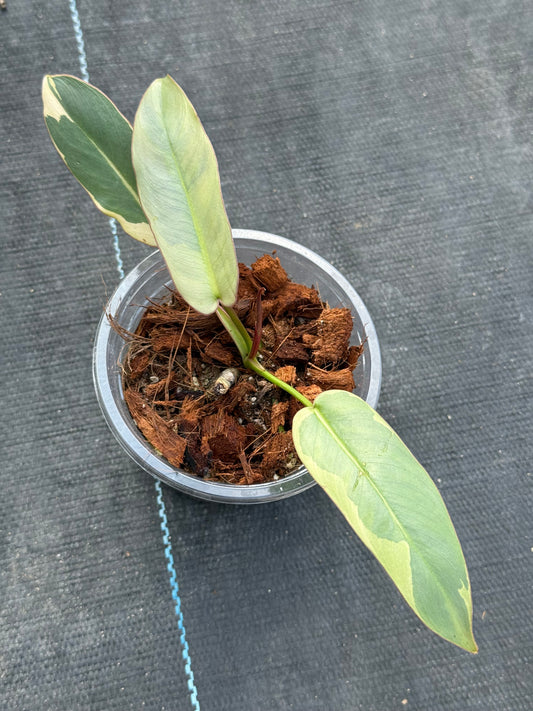 Philodendron Atabapoense Variegated