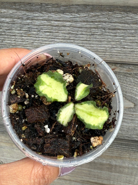 Hoya Kanyakumarian Variegated
