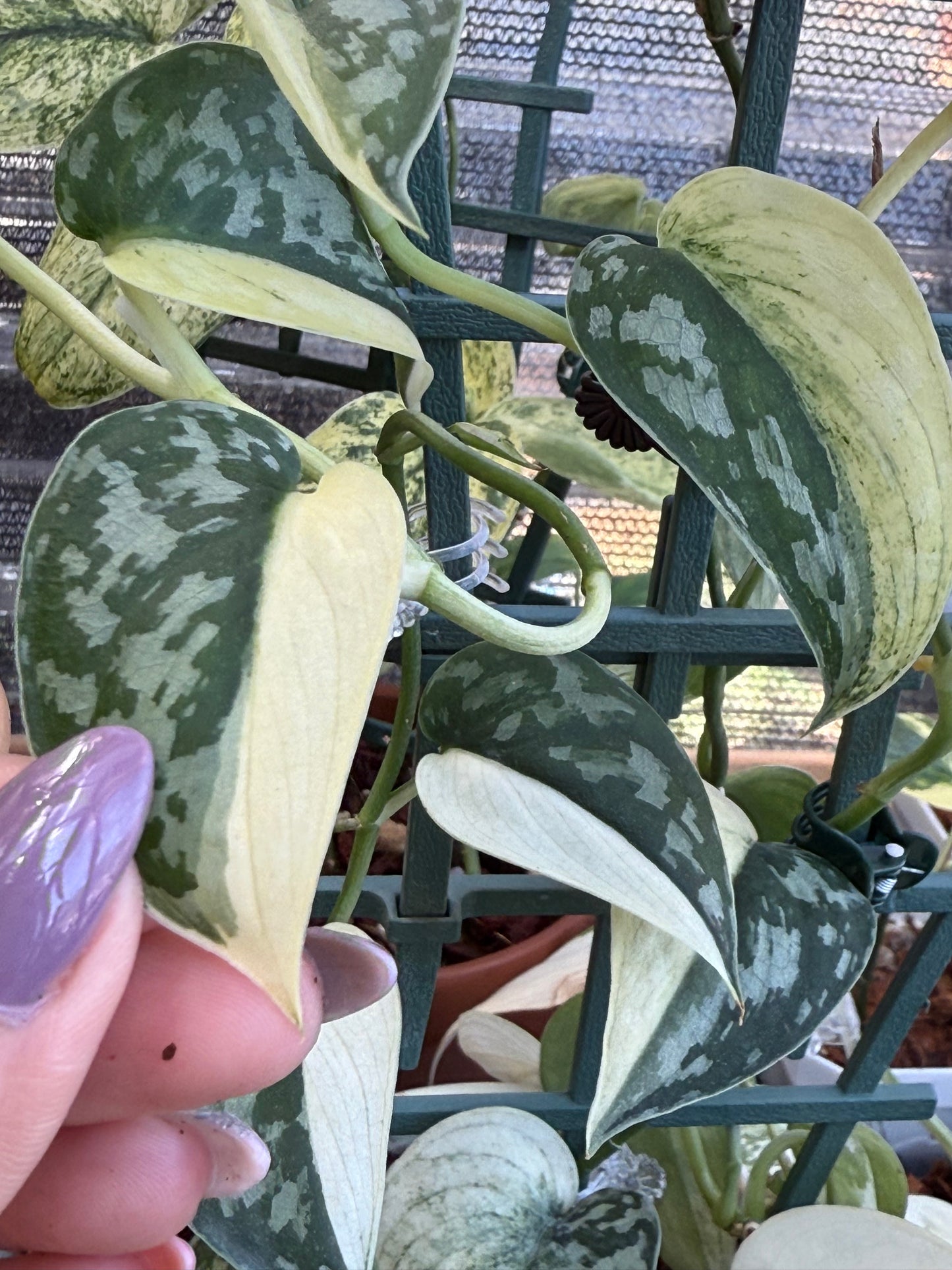 Scindapsus Mayari Variegated Cutting (Grower’s choice)