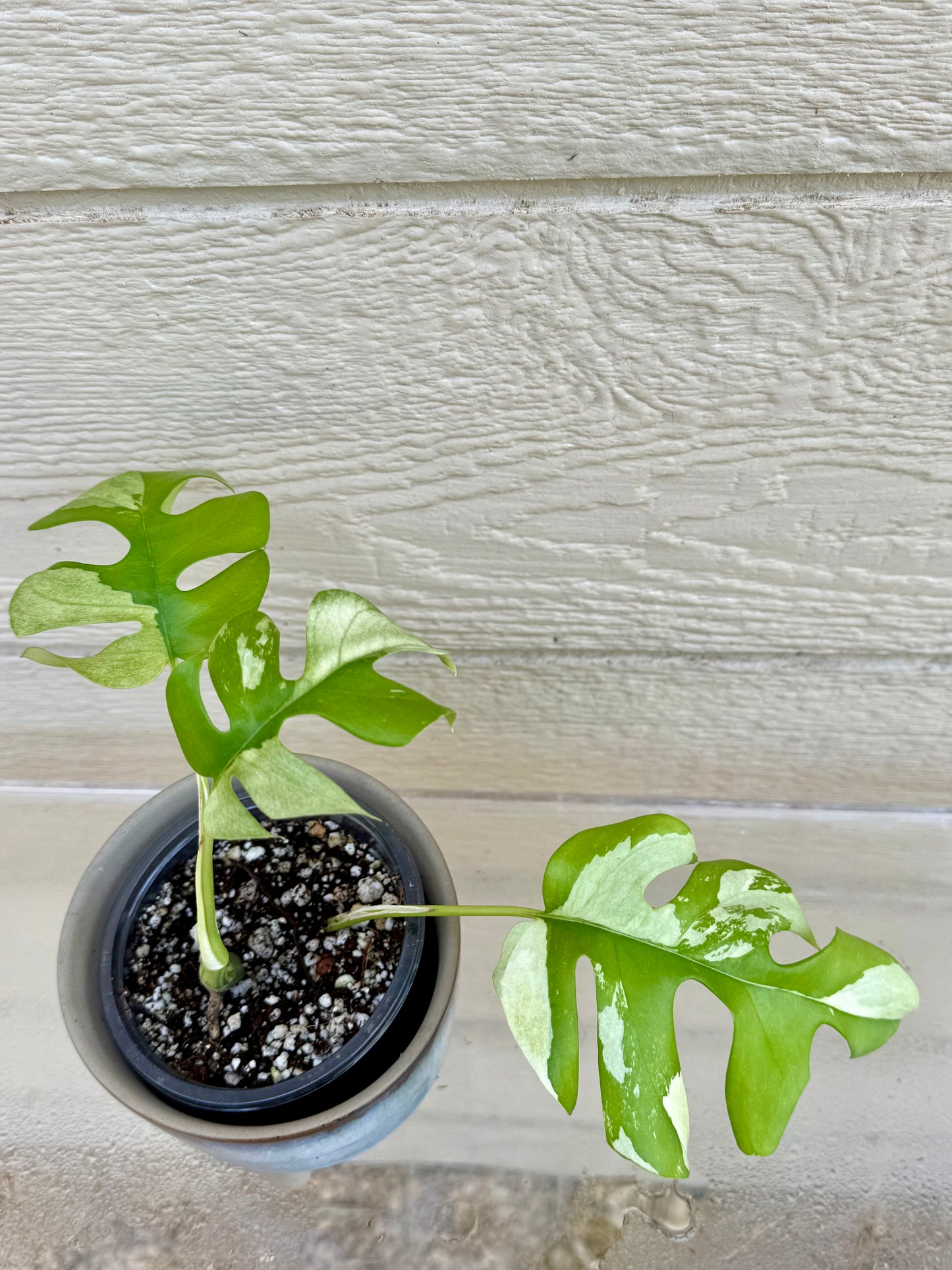 Rhaphidophora Tetrasperma Variegated