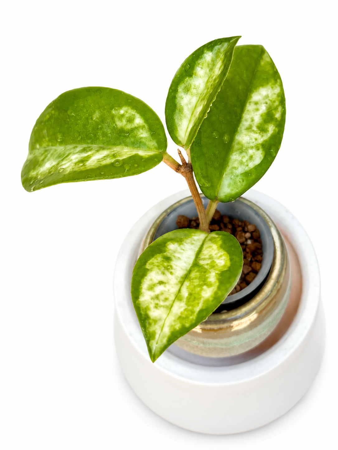 Hoya Madara Green Edge