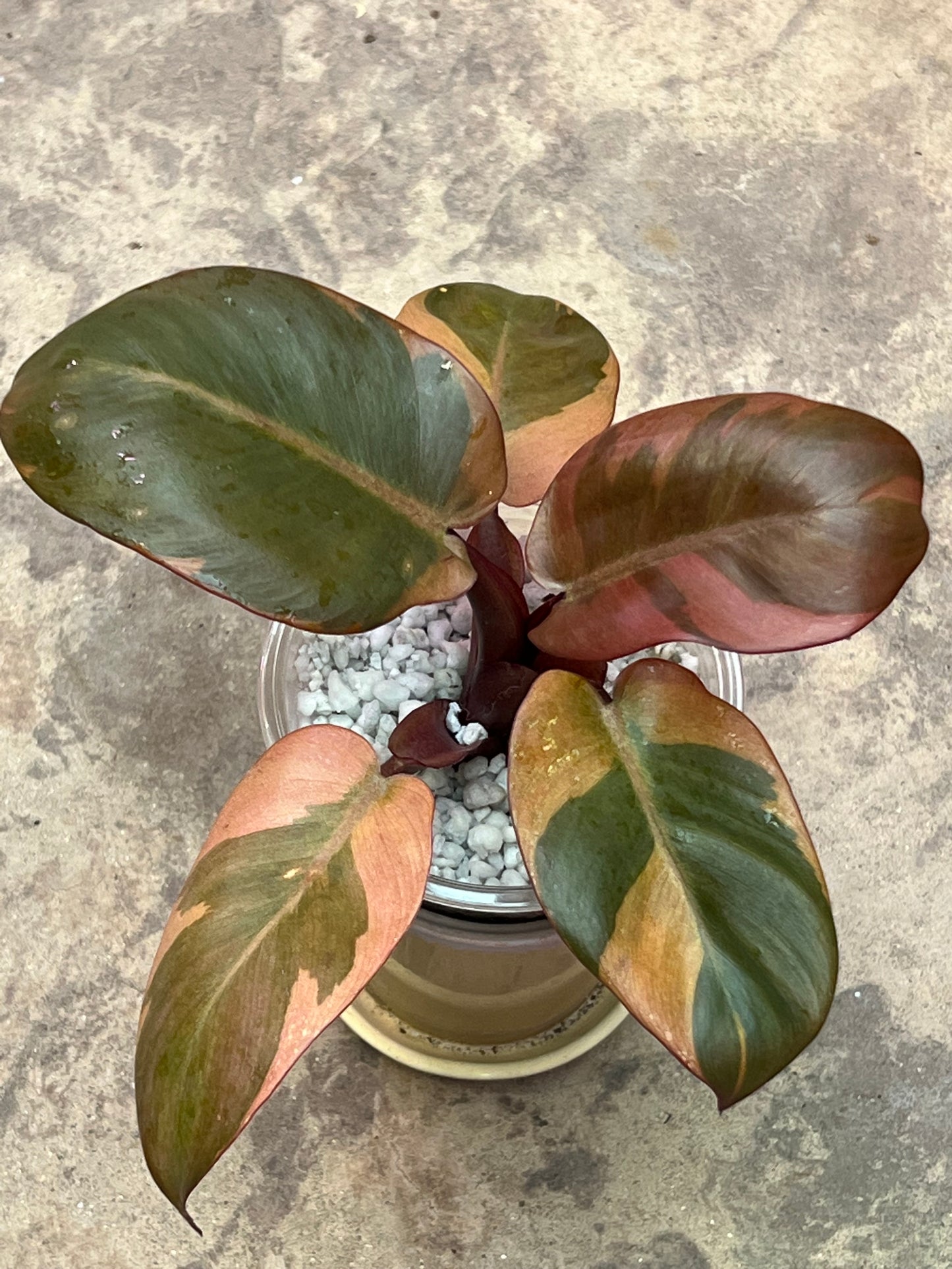 Philodendron Black Cardinal Variegated