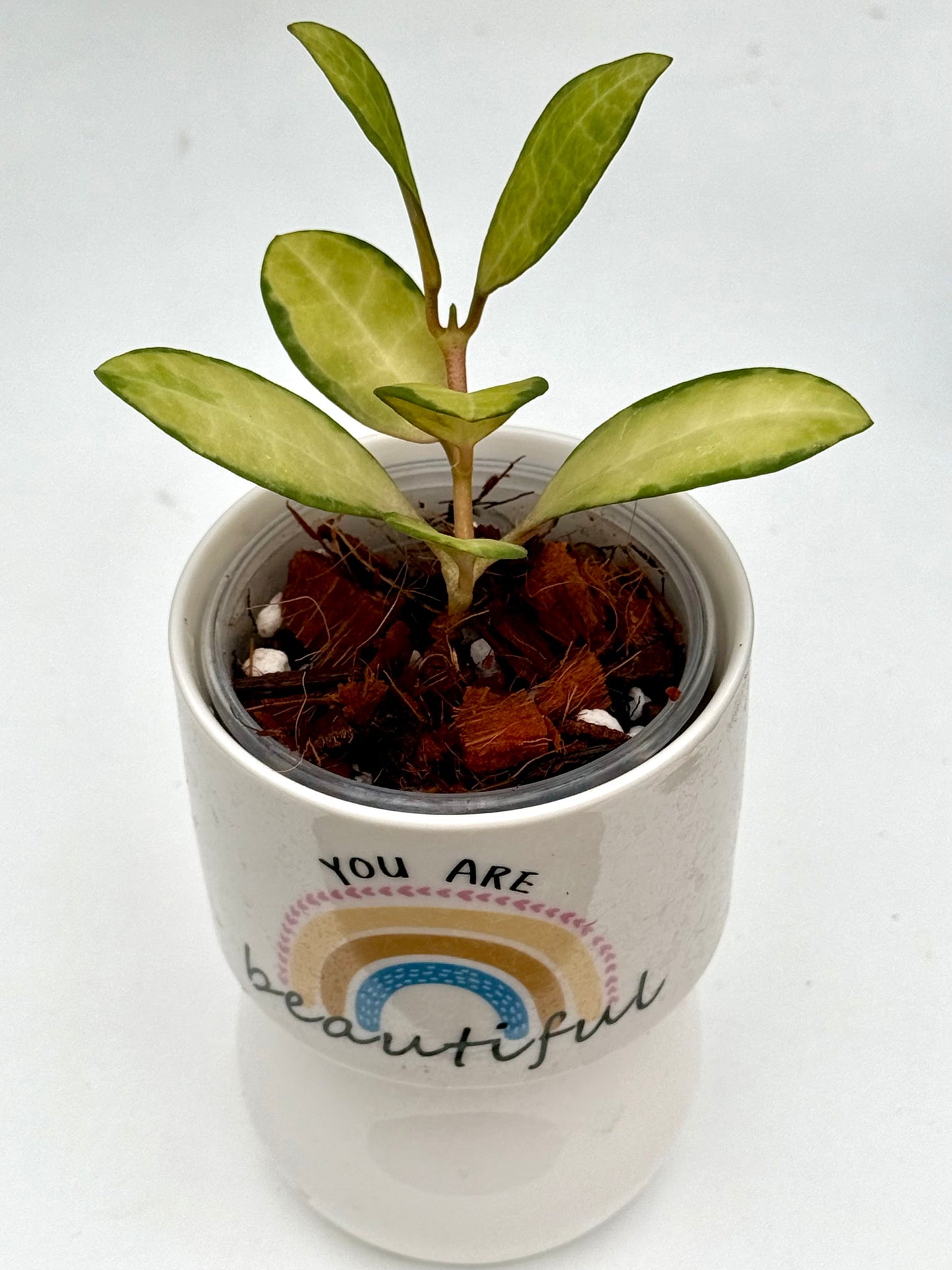 Hoya Elliptica Variegated