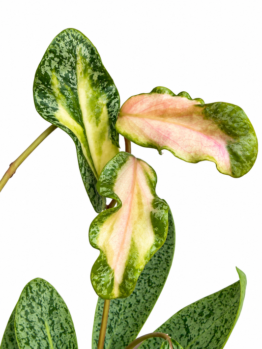 Hoya Autumn Guava Variegated – Rare Variegated Unrooted Cutting