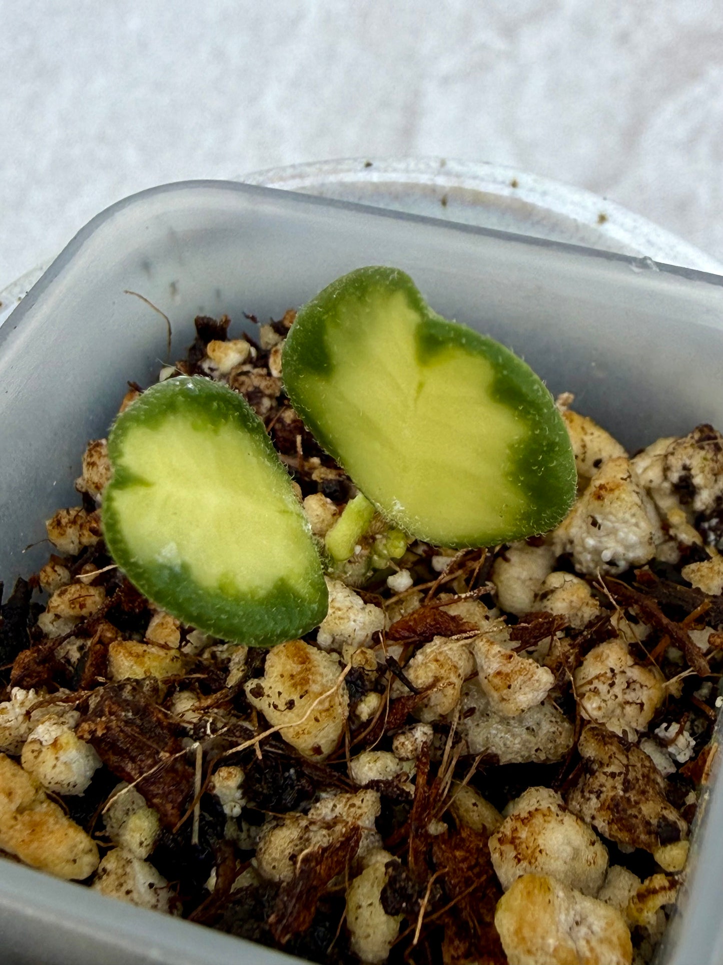 Hoya Tengchongensis Variegated
