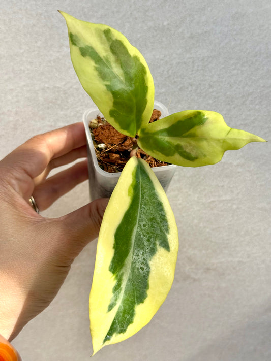 Hoya Ilagiorum Albomarginata