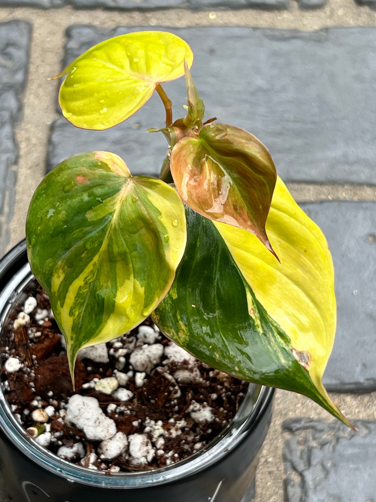 Philodendron Variegated Micans