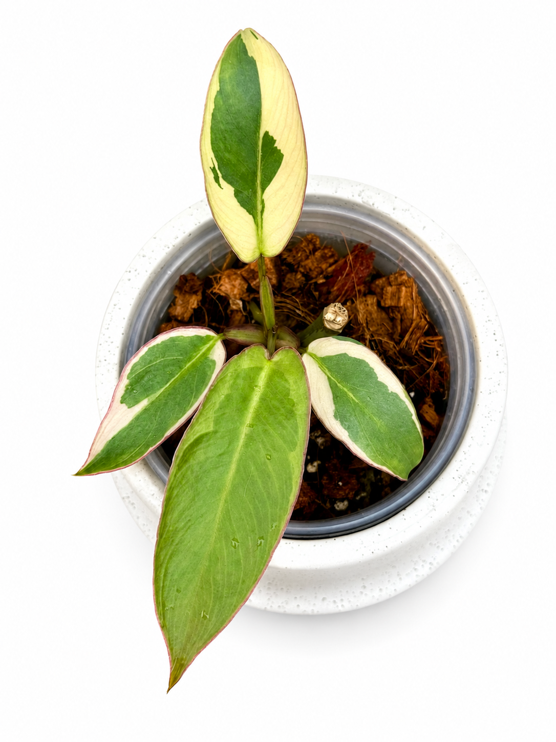 Philodendron Atabapoense Variegated