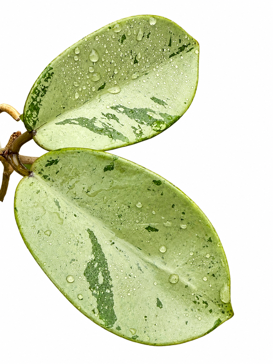 Hoya Silver Dollar unrooted cutting (grower’s choice - 1 node, 2 leaves)