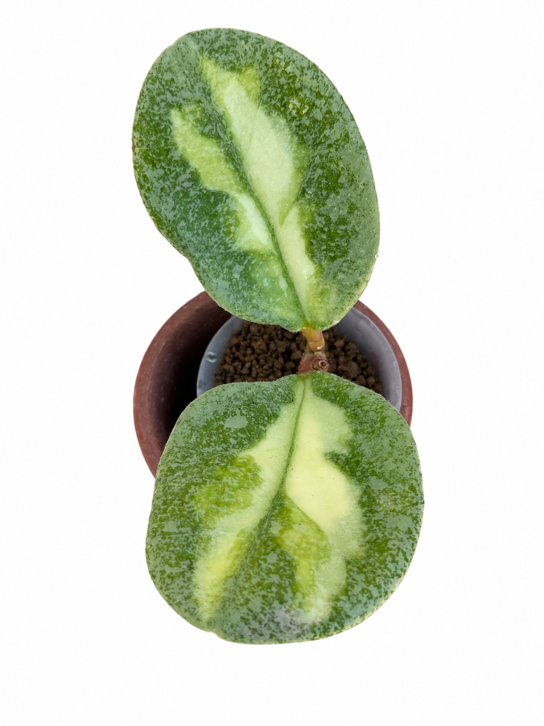 Hoya Carnosa ‘Argentea Princess’ – Rare Variegated Hoya Exact Rooted Plant