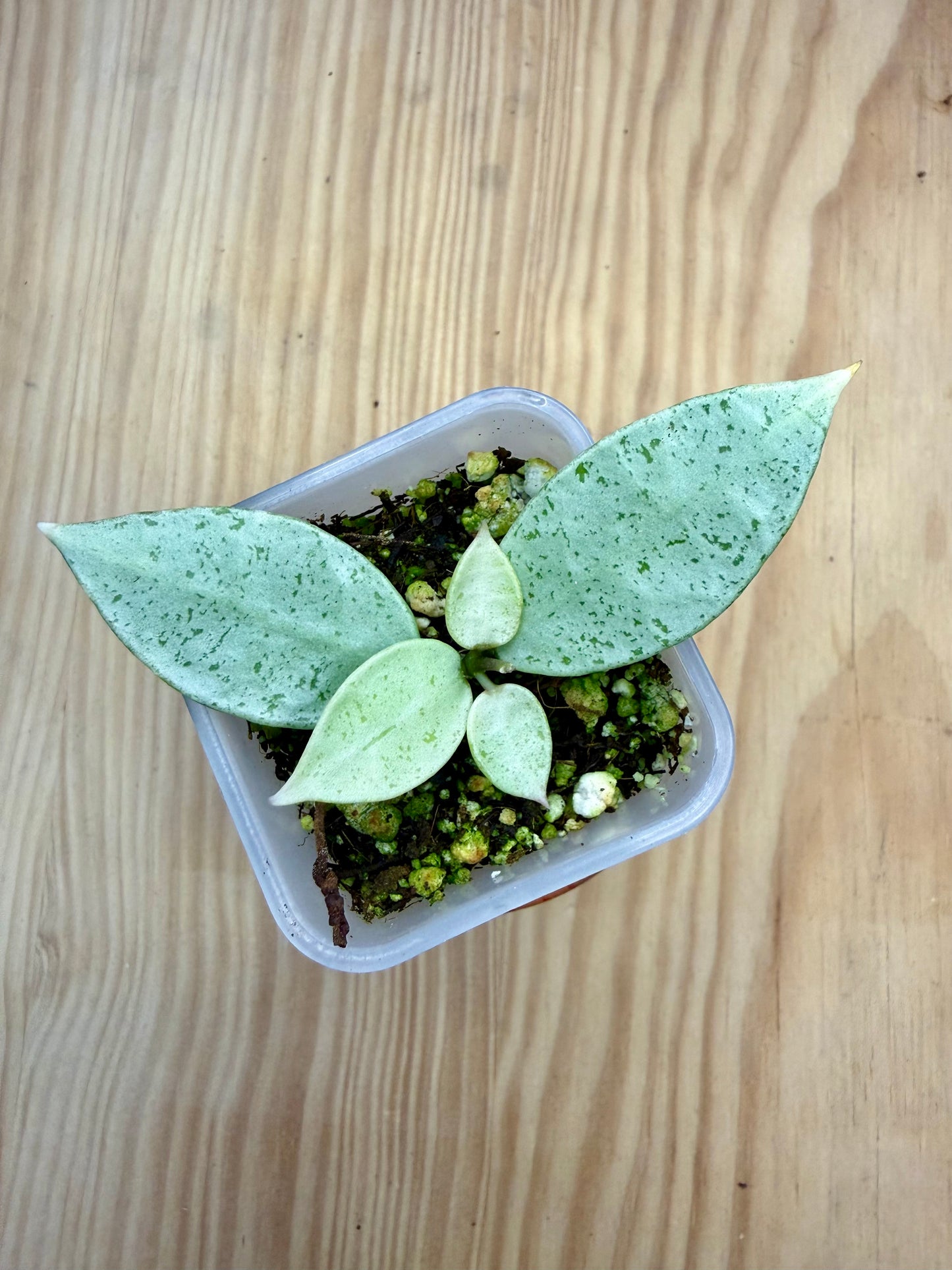 RARE Hoya Winter Pandora