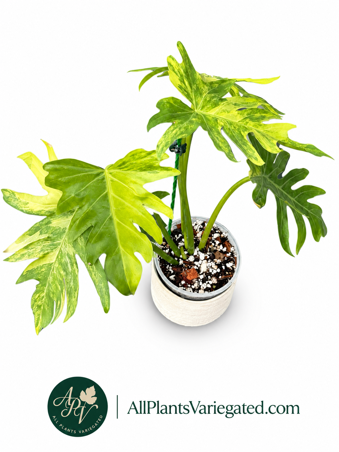 Rare Variegated Philodendron Radiatum Aurea | Rooted Plant | Collector Aroid