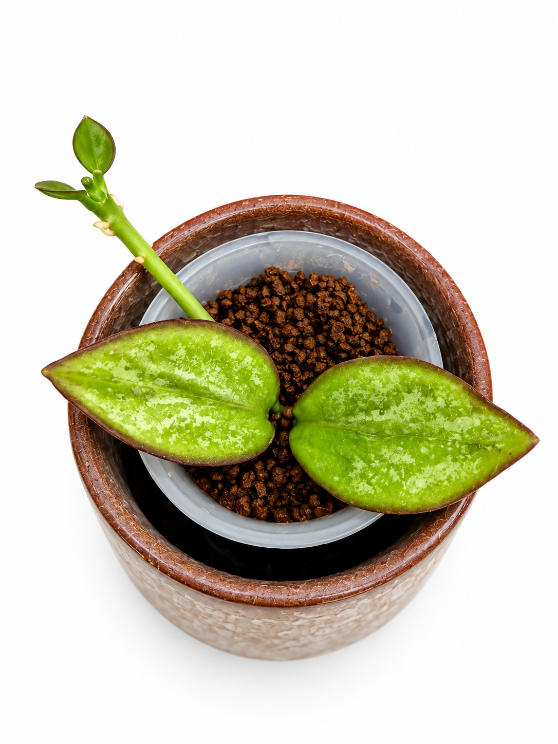 Hoya Collina sp. Papua – Rare Hoya Exact Rooted Plant