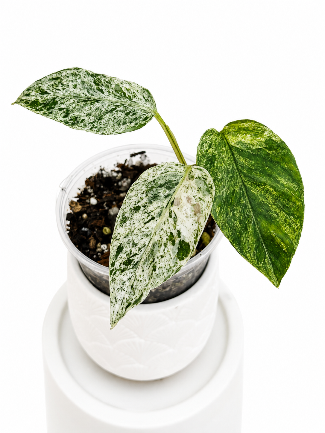 Epipremnum Hanoman Sp. Bali