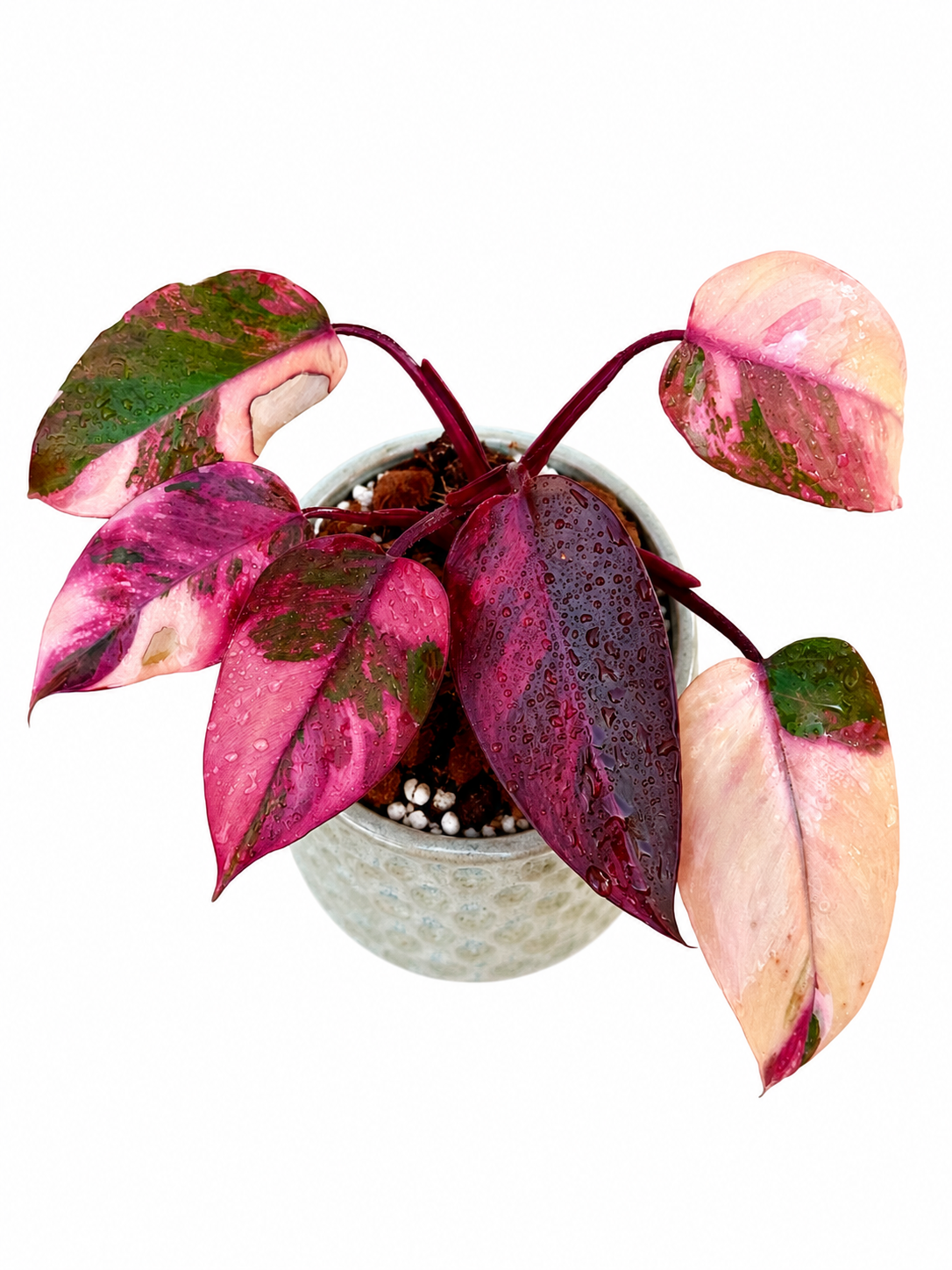 Philodendron Princess Fire