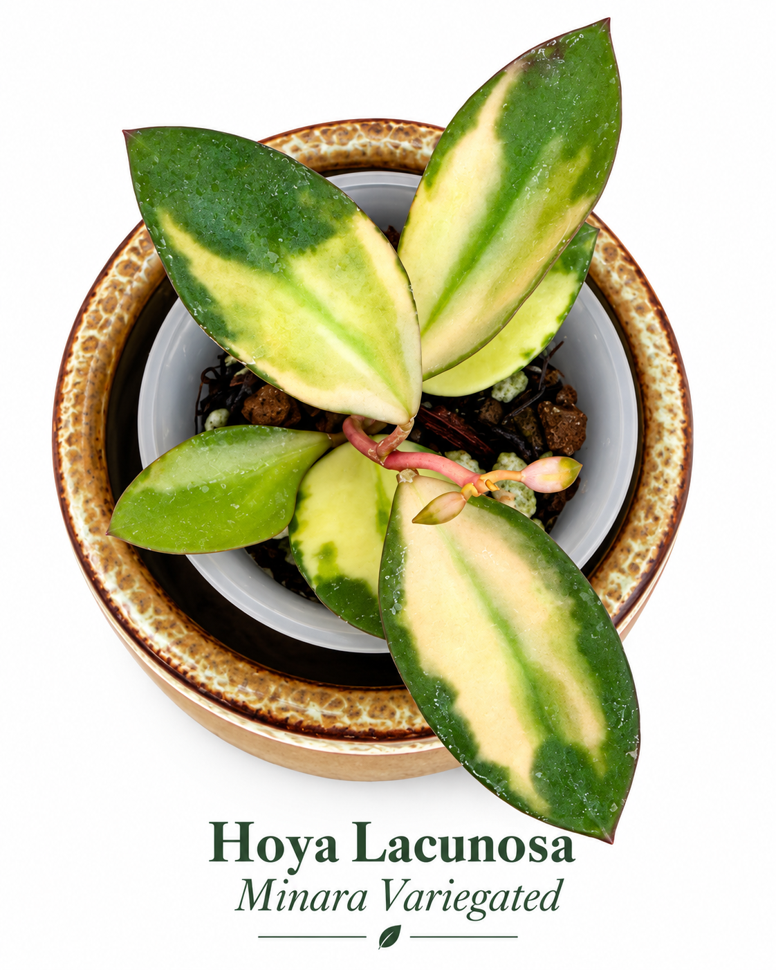 Hoya Lacunosa Variegated 4-Plant Combo – Asami Clone | Asami Inner Variegated | Minara | Souma Rooted Plants