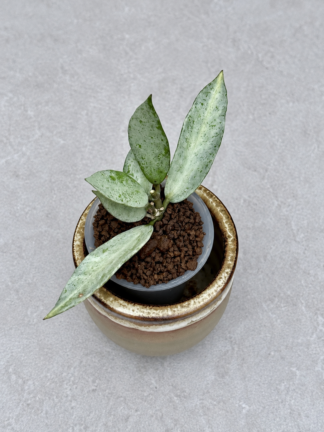 Hoya Winter Pandora | Rare Rooted Variegated Hoya