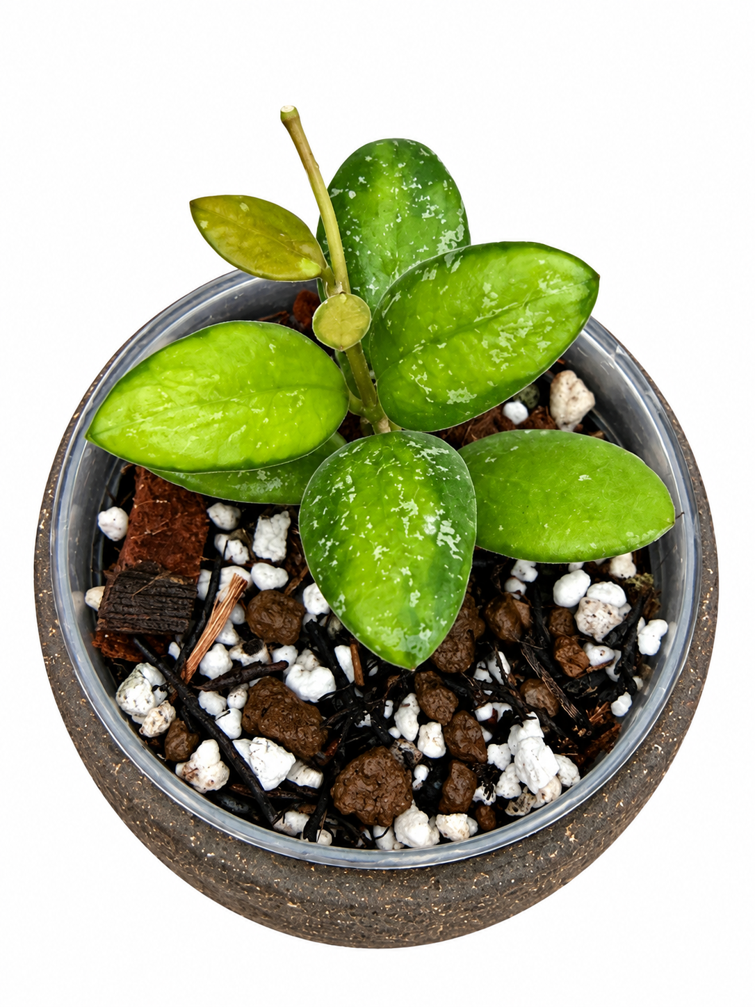 Hoya VL9 Variegated | Rare Rooted Variegated Hoya