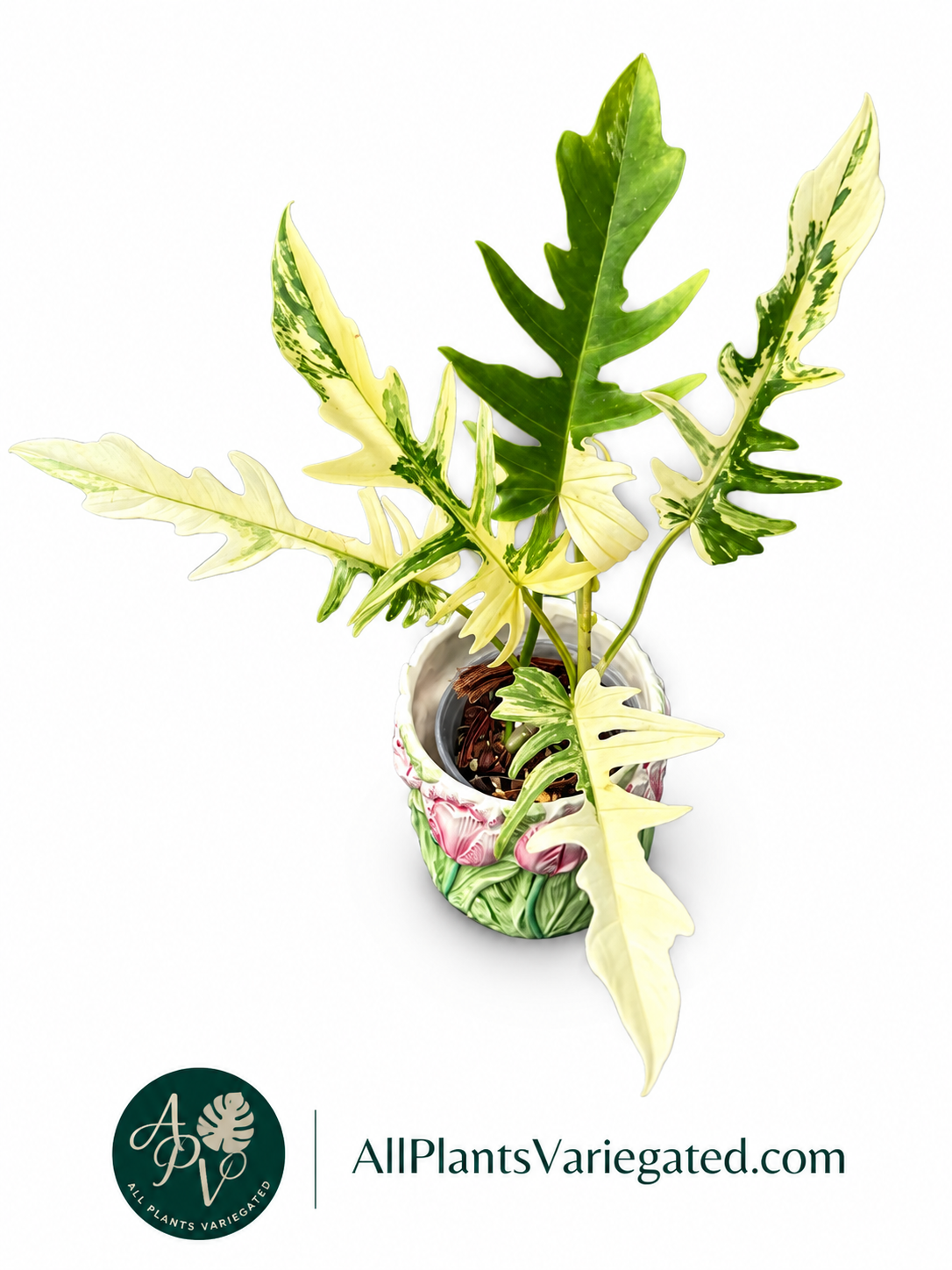 Philodendron Florida Beauty x Tortum