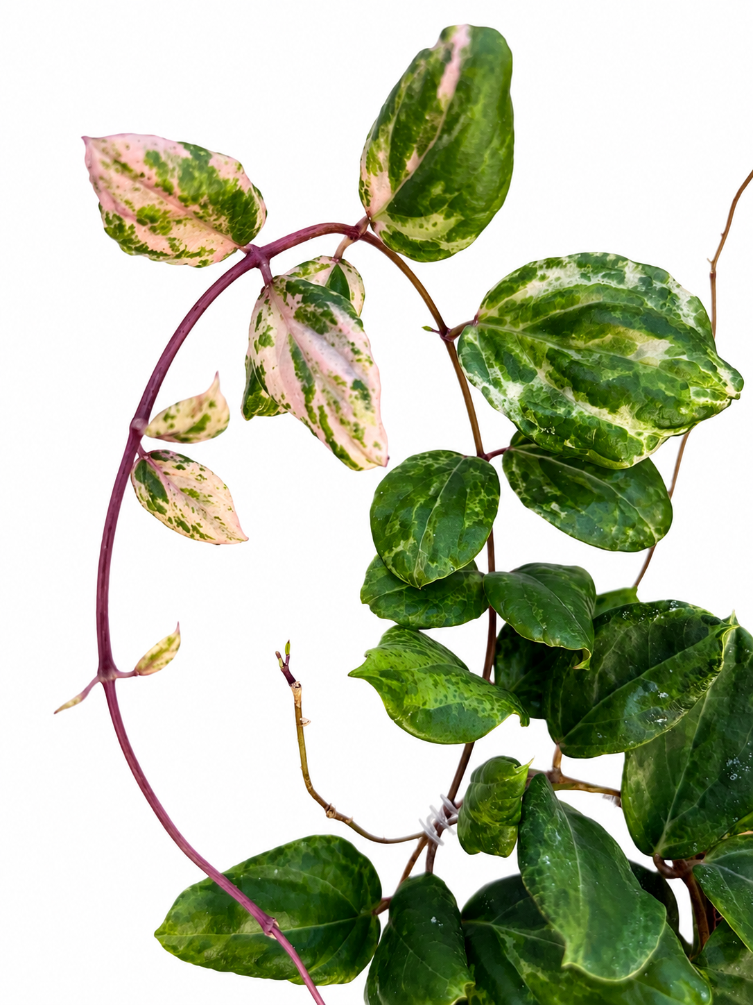 Hoya Swiffer’s Mirage | Rare Variegated Hoya Cutting