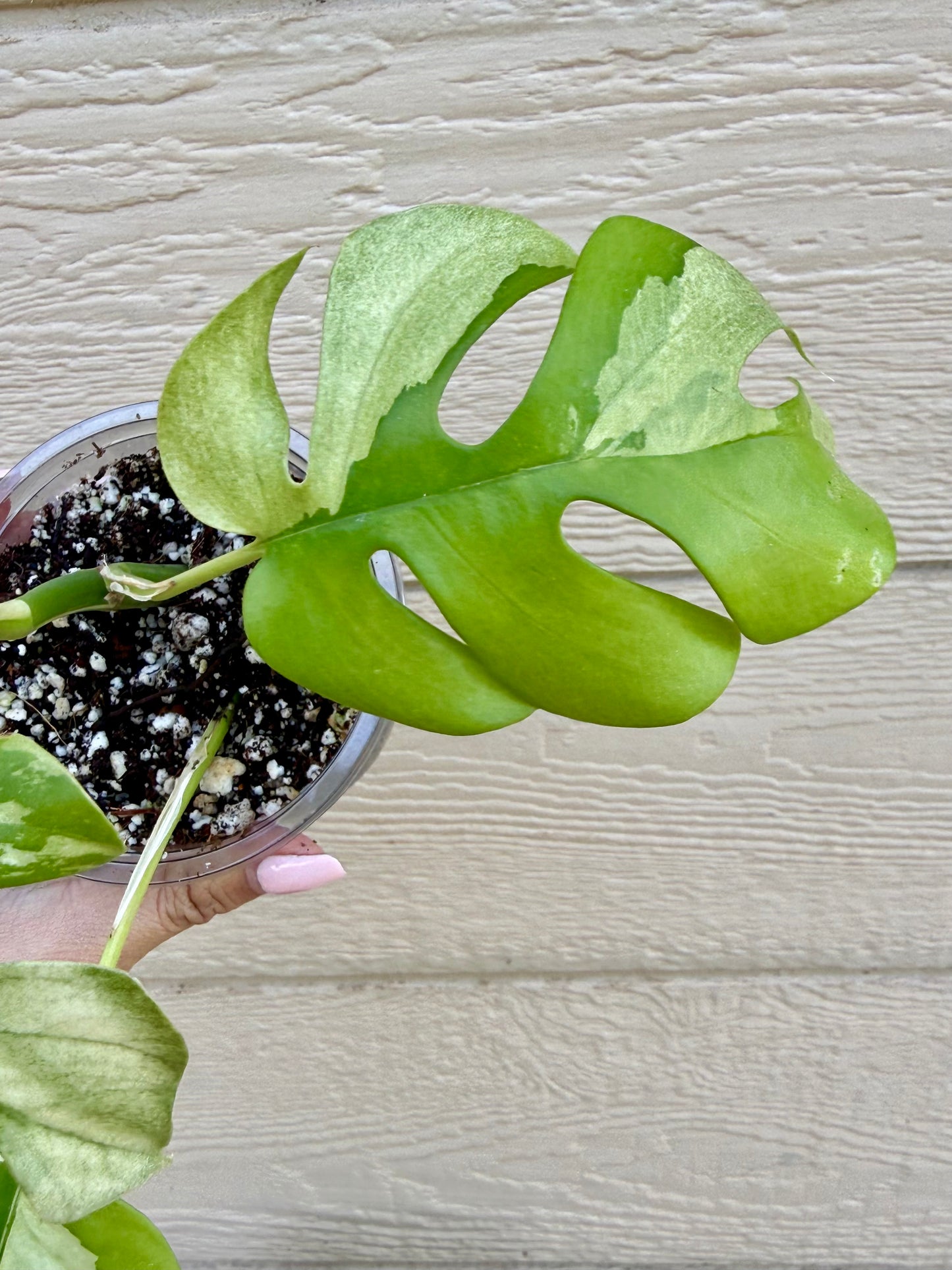 Rhaphidophora Tetrasperma Variegated