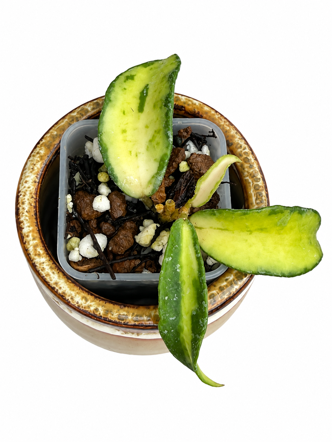 Hoya Phuwuaensis Variegated | Rare Rooted Hoya Plant