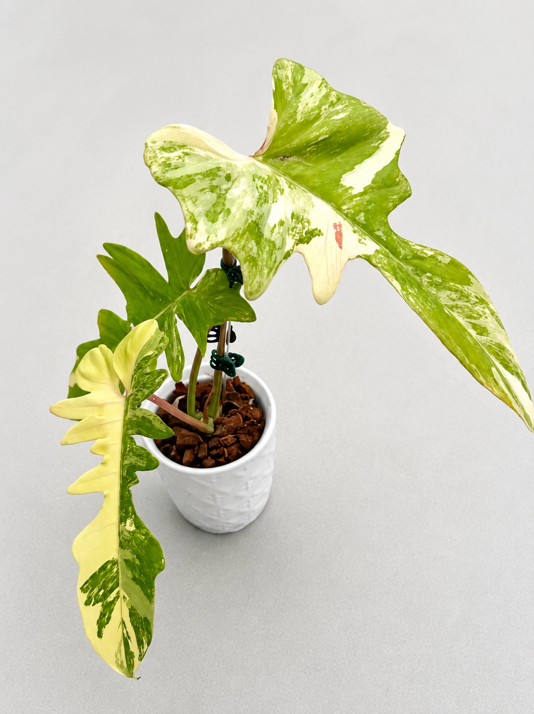 Philodendron Flobe x Mayoi Variegated