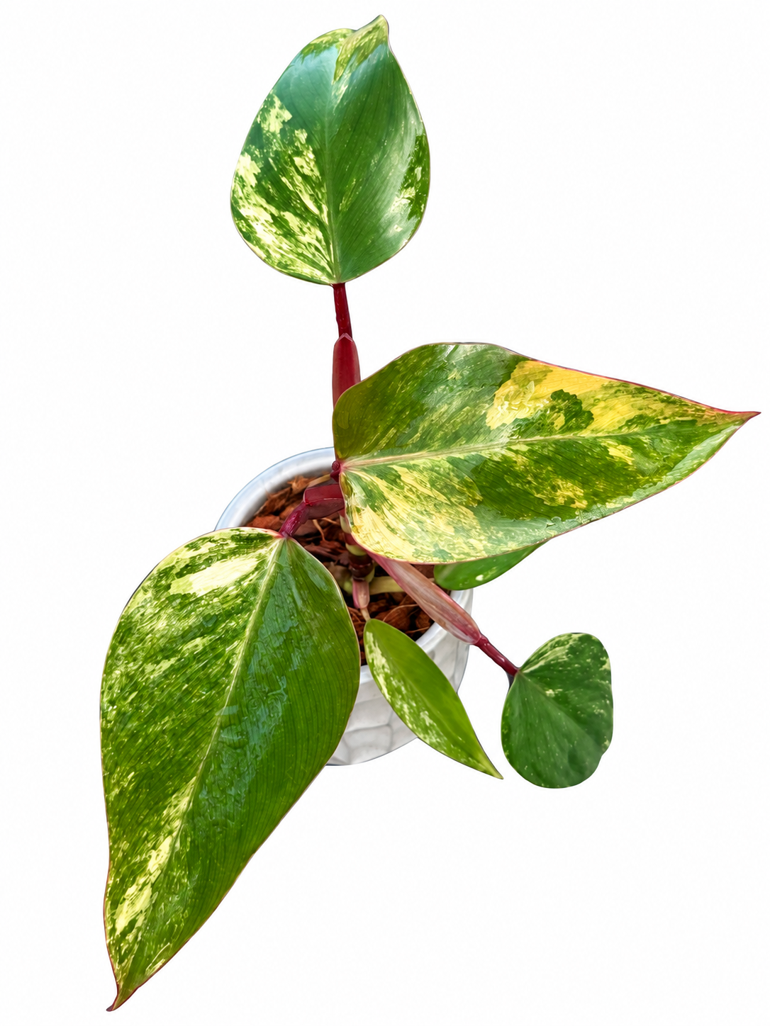 Philodendron Strawberry Shake