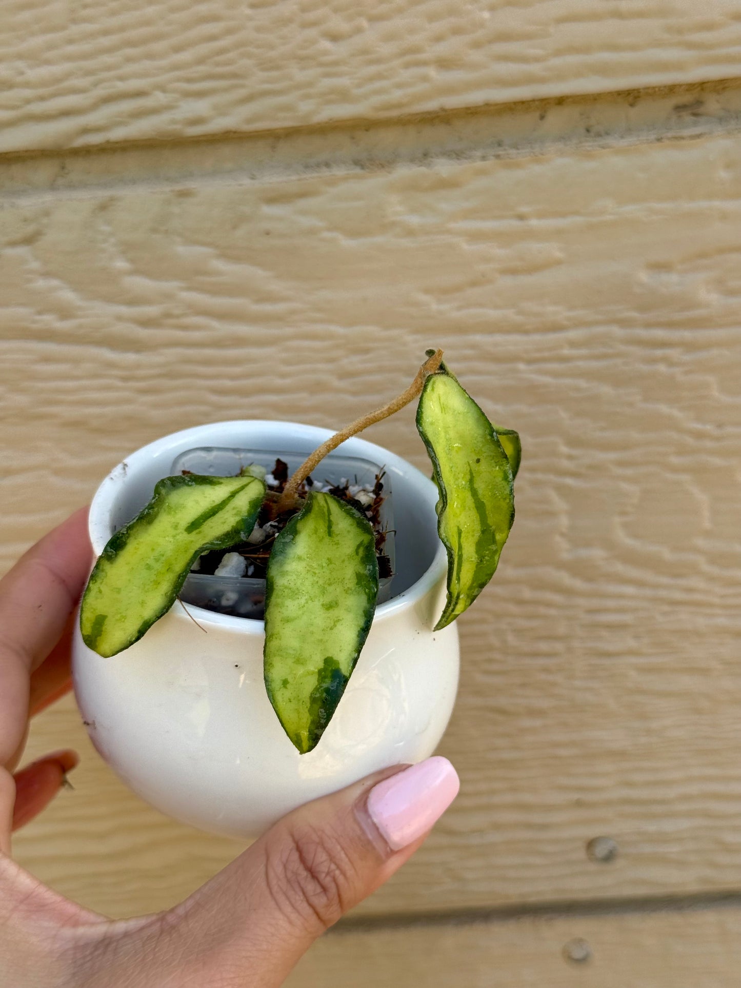 RARE Hoya Phuwuaensis Variegated
