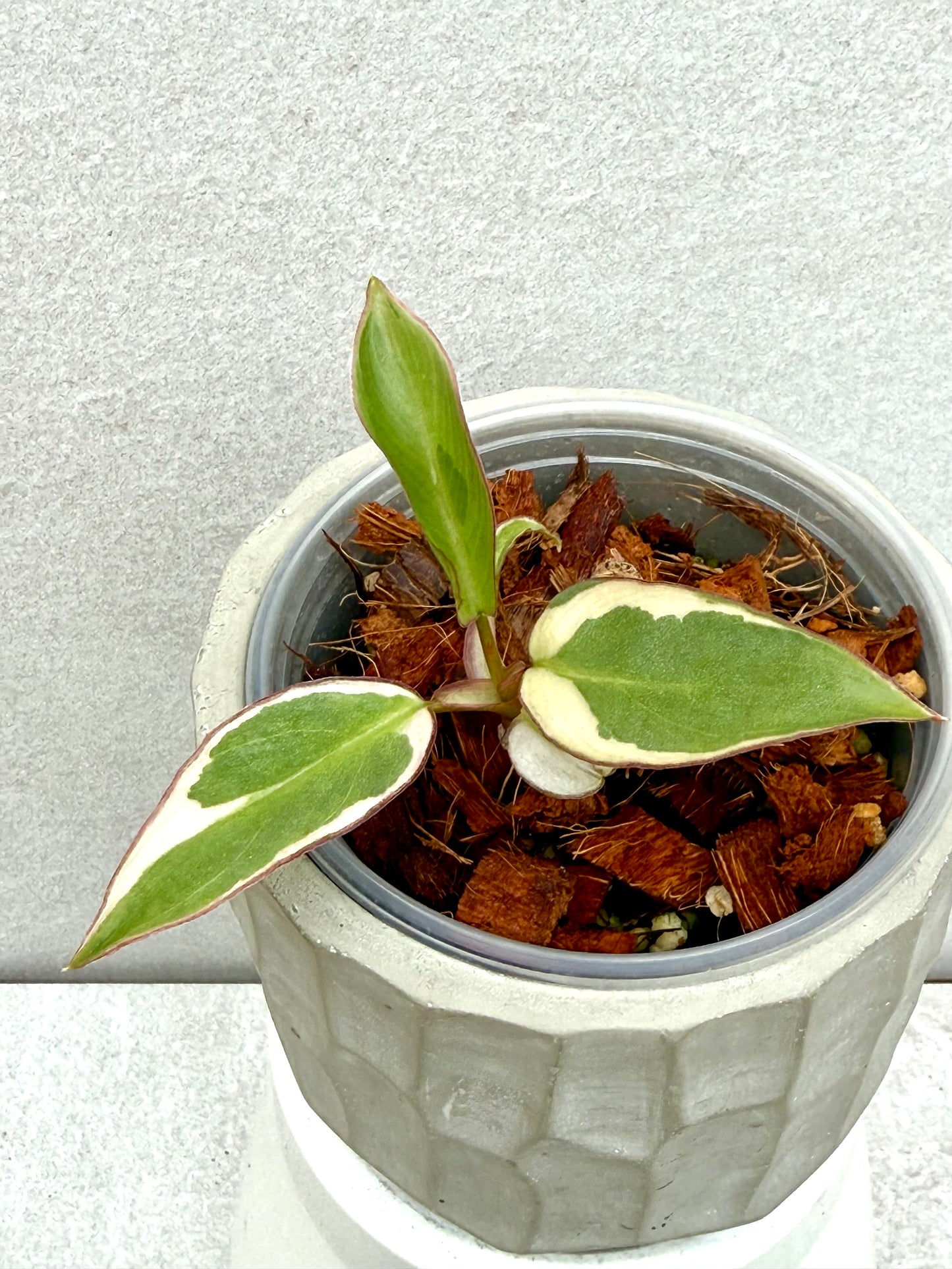 Philodendron Atabapoense Variegated