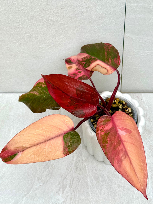 Philodendron Princess of Fire