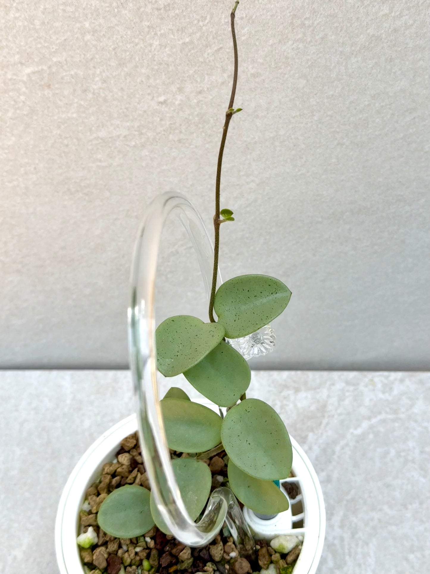 Hoya Grey Fairy unrooted cutting (1 node, 2 leaves - grower’s choice)