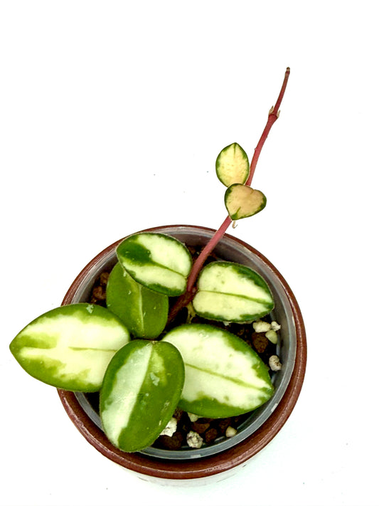 Hoya Mathilde Variegated