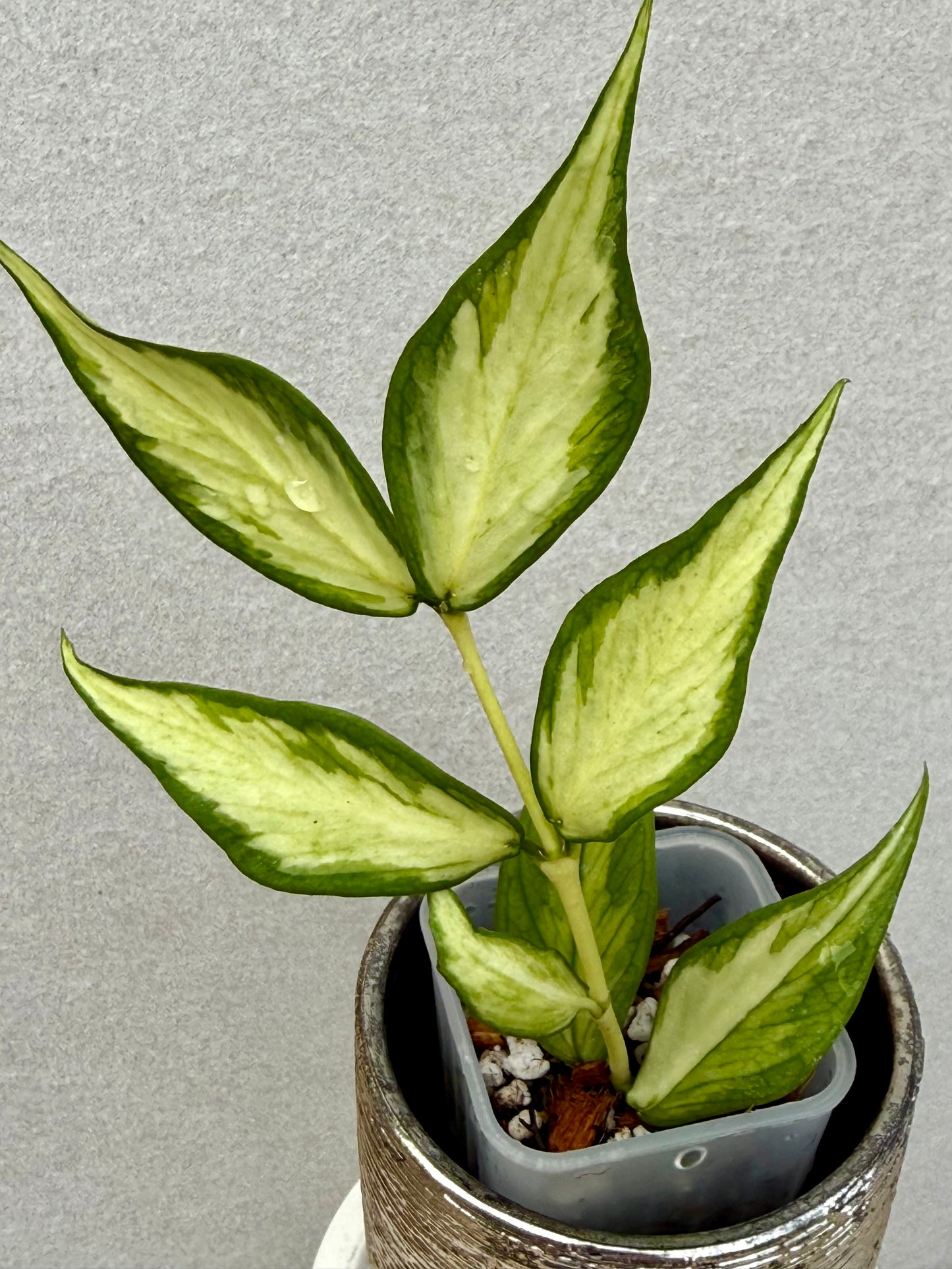 Hoya Polyneura Inner variegated